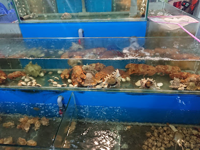 Tôm Hùm Alaska - Kingcrab MrD